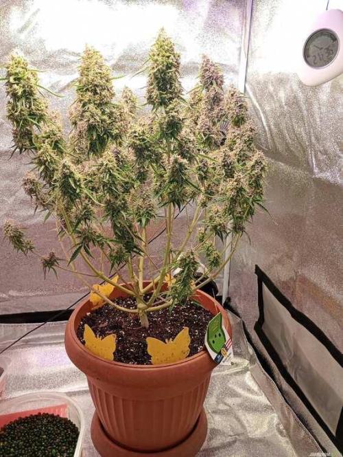 Purple Queen (auto) RQS. Week 12
