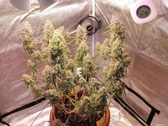 Purple Queen (auto) RQS. Week 12