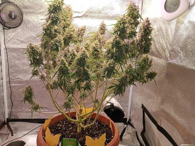 Purple Queen (auto) RQS. Week 12