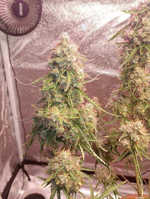 Purple Queen (auto) RQS. Week 12