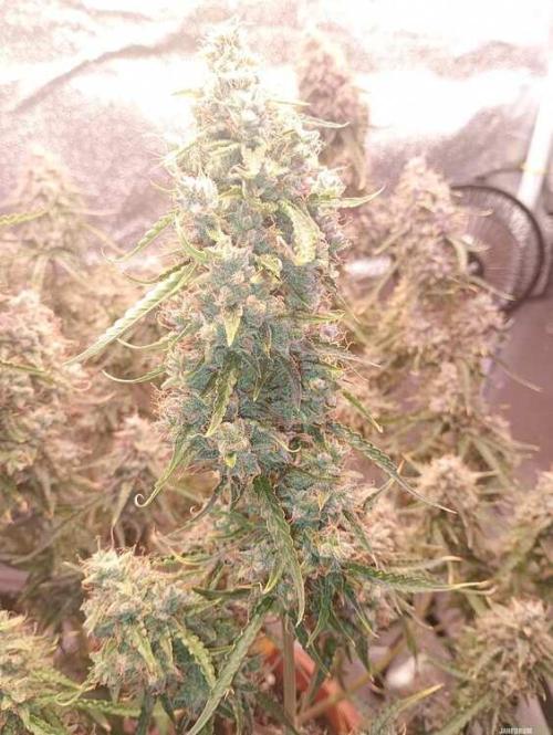 Purple Queen (auto) RQS. Week 12