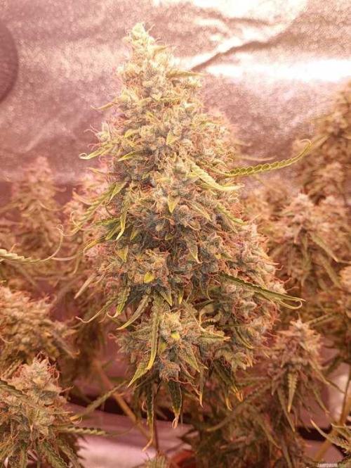 Purple Queen (auto) RQS. Week 12