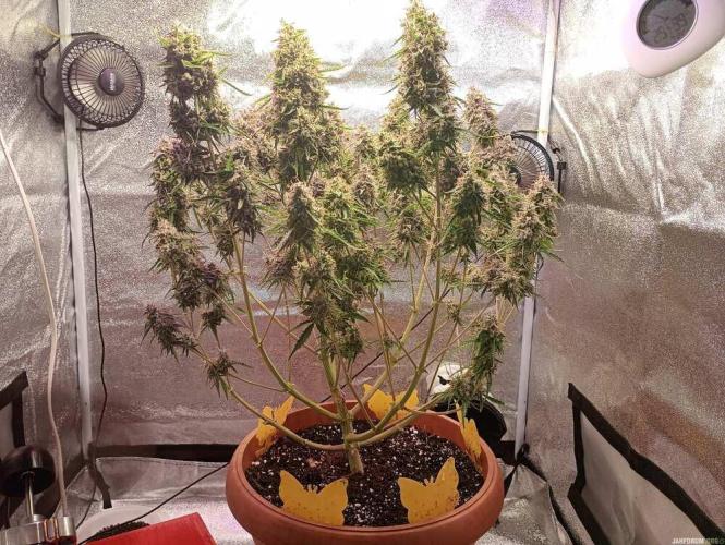 Purple Queen (auto) RQS. Week 12