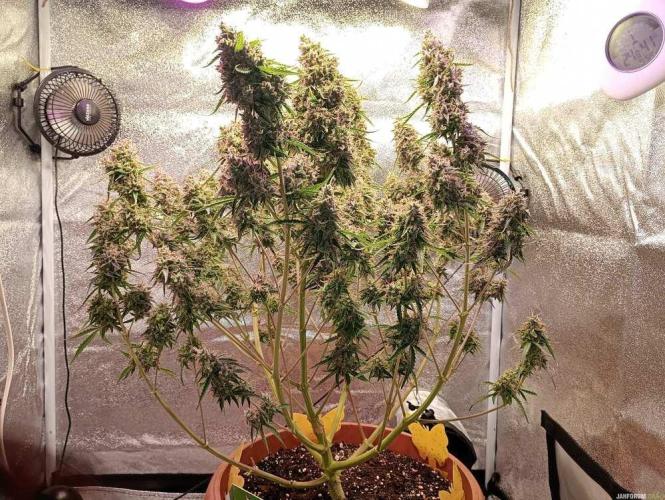Purple Queen (auto) RQS. Week 12