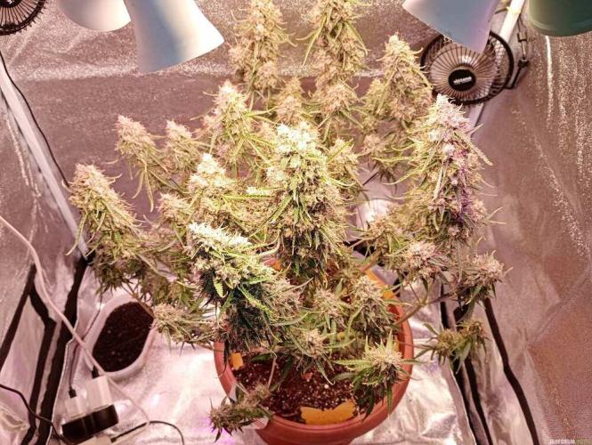 Purple Queen (auto) RQS. Week 12