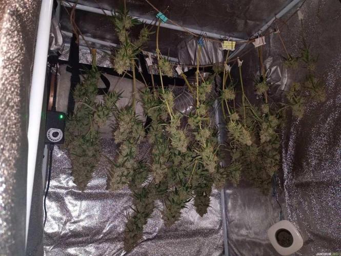 Purple Queen (auto) RQS. Week 13