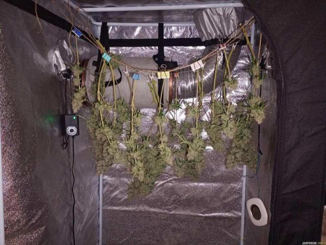 Purple Queen (auto) RQS. Week 13