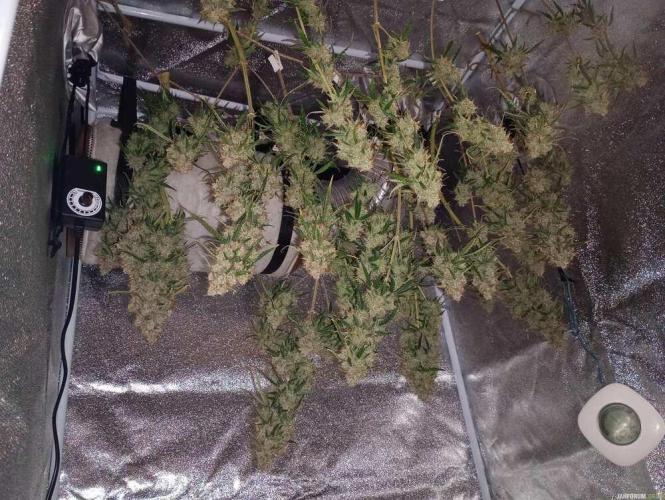Purple Queen (auto) RQS. Week 13
