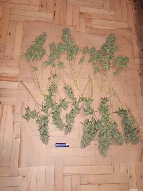 Purple Queen (auto) RQS. Week 13