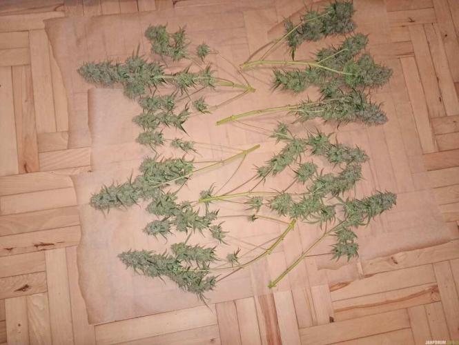 Purple Queen (auto) RQS. Week 13