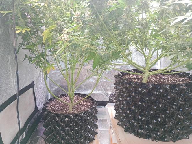 RQS vs Barney's (Auto). Week 12