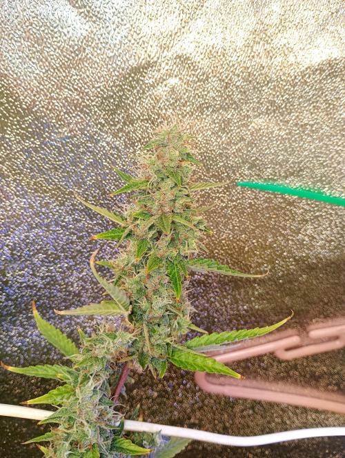 RQS vs Barney's (Auto). Week 12