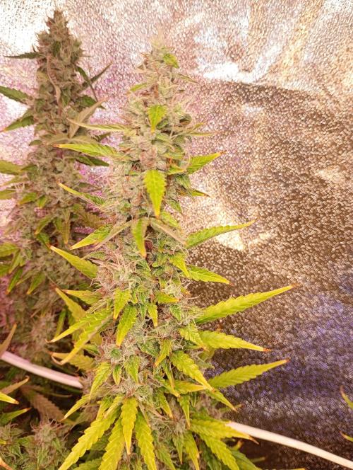 RQS vs Barney's (Auto). Week 12
