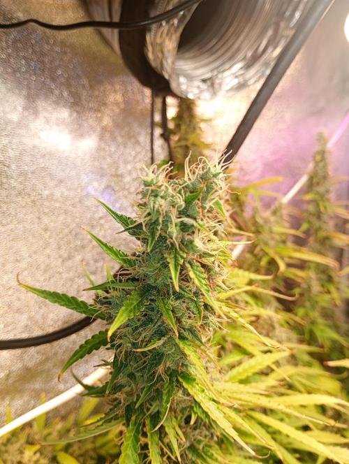 RQS vs Barney's (Auto). Week 12