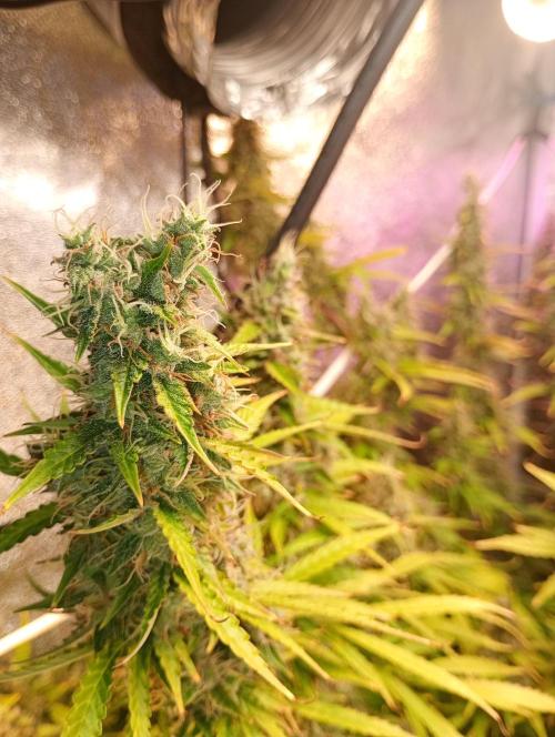 RQS vs Barney's (Auto). Week 12