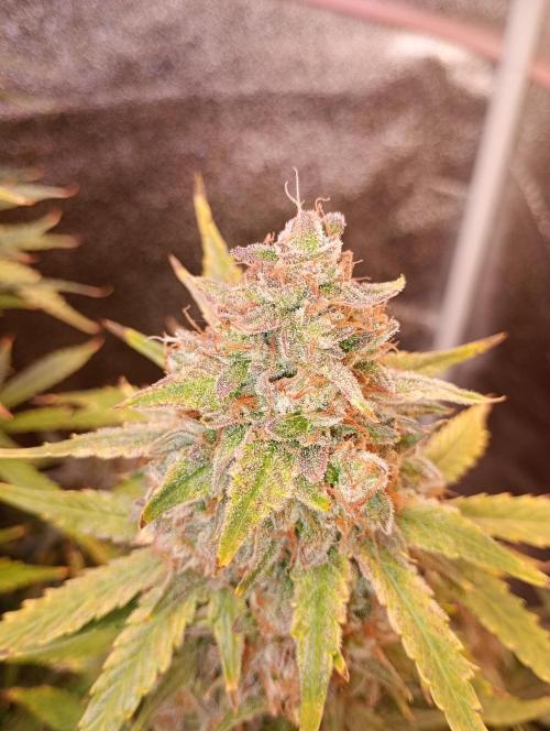 RQS vs Barney's (Auto). Week 12