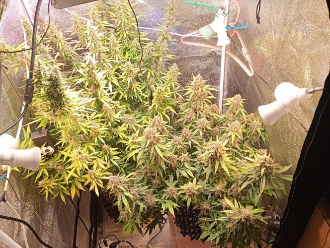 RQS vs Barney's (Auto). Week 12