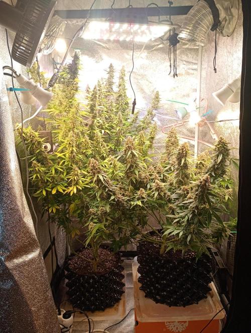 RQS vs Barney's (Auto). Week 12