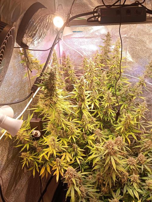 RQS vs Barney's (Auto). Week 12