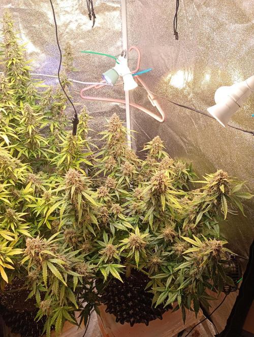 RQS vs Barney's (Auto). Week 12