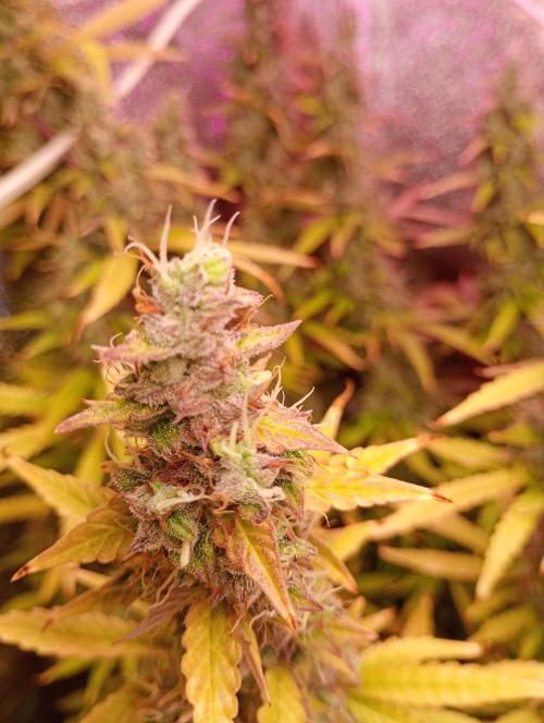 RQS vs Barney's (Auto). Week 12