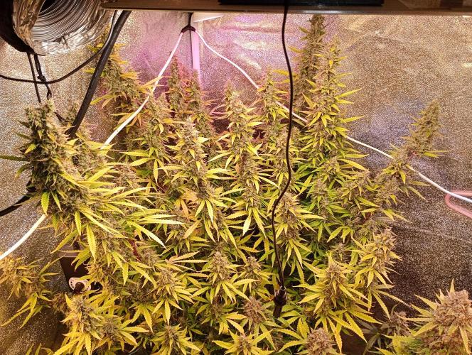 RQS vs Barney's (Auto). Week 12