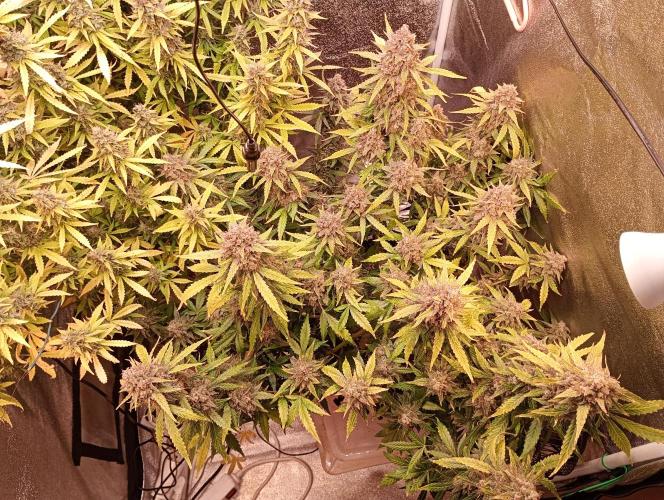 RQS vs Barney's (Auto). Week 12
