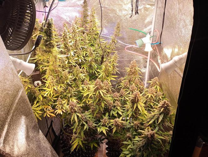 RQS vs Barney's (Auto). Week 12