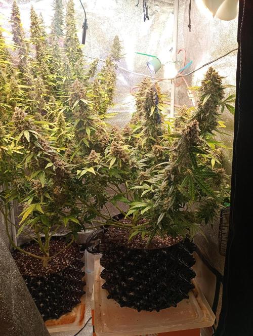 RQS vs Barney's (Auto). Week 12