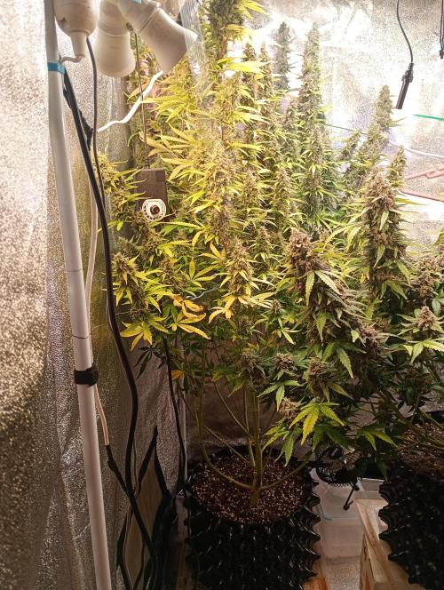 RQS vs Barney's (Auto). Week 12