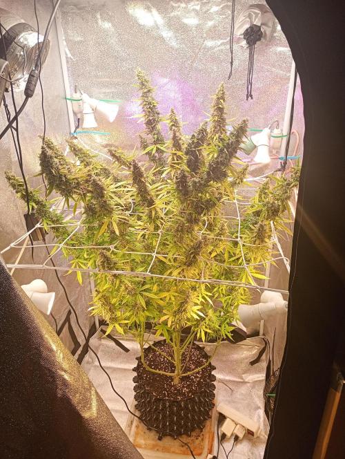 RQS vs Barney's (Auto). Week 13 - Barney's Pineapple Express.