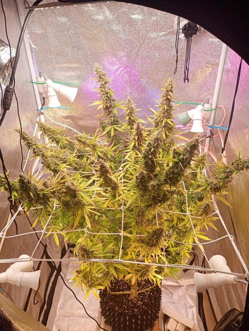 RQS vs Barney's (Auto). Week 13 - Barney's Pineapple Express.