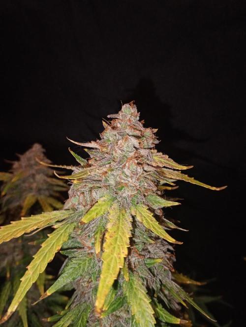 RQS vs Barney's (Auto). Week 13 - Purple Punch by RQS