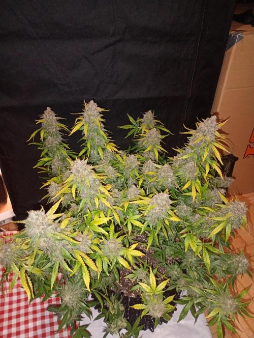 RQS vs Barney's (Auto). Week 13 - Purple Punch by RQS