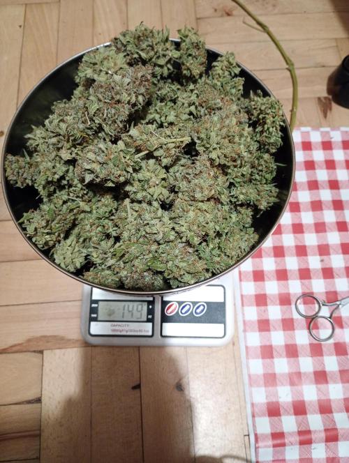 RQS vs Barney's (Auto). Week 14