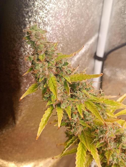 RQS vs Barney's (Auto). Week 15