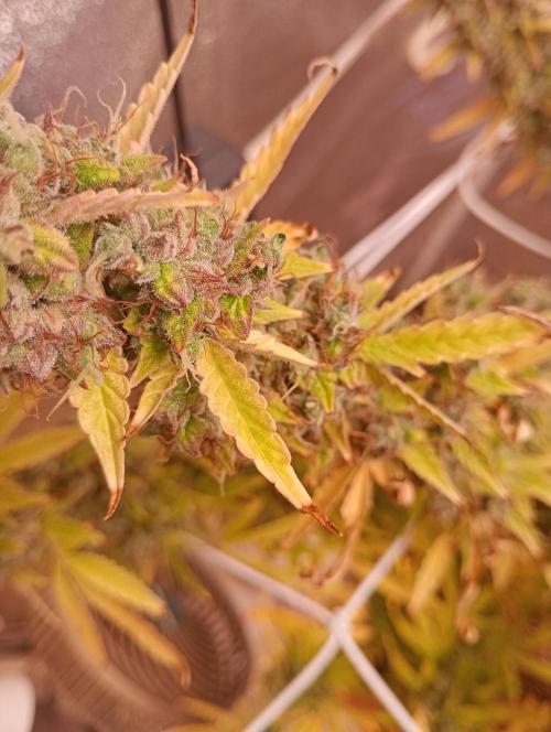 RQS vs Barney's (Auto). Week 15