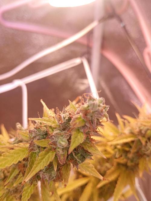 RQS vs Barney's (Auto). Week 15