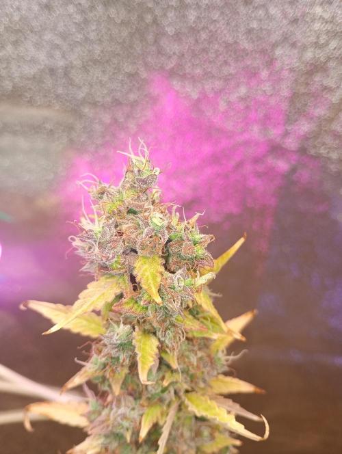 RQS vs Barney's (Auto). Week 15