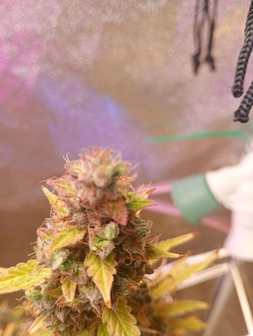RQS vs Barney's (Auto). Week 15