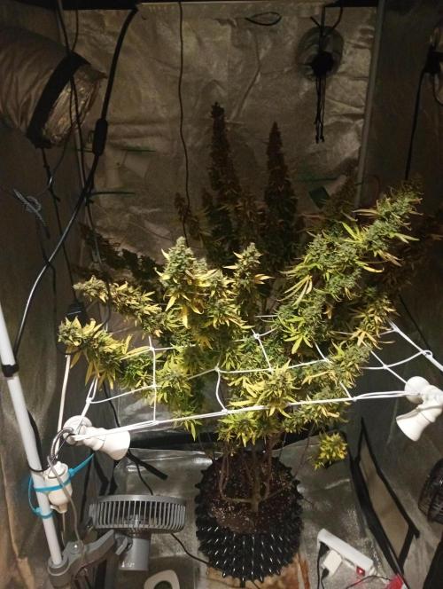 RQS vs Barney's (Auto). Week 15