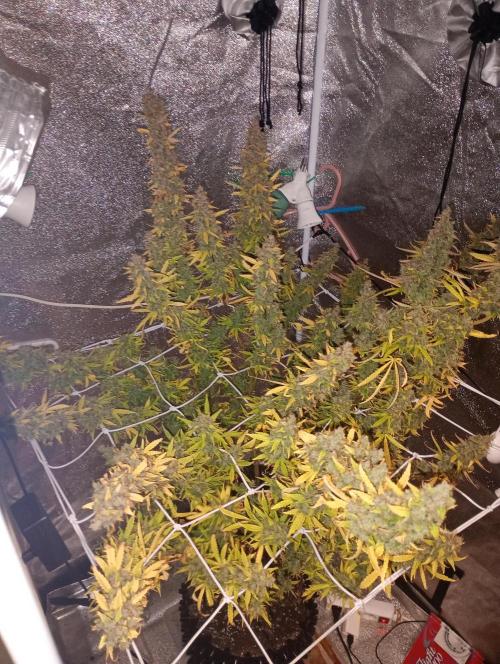 RQS vs Barney's (Auto). Week 15