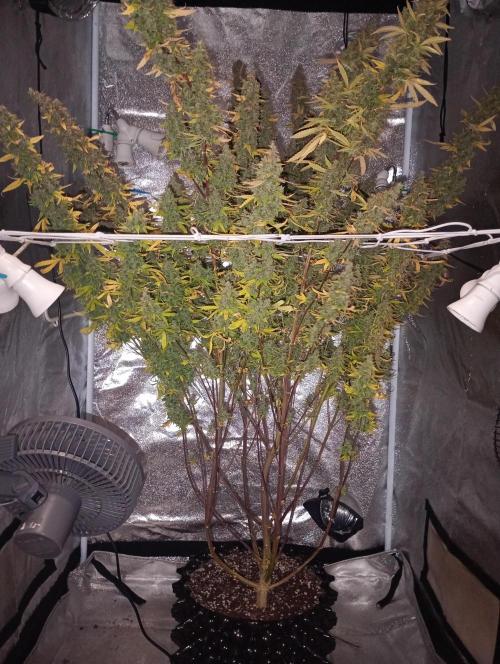RQS vs Barney's (Auto). Week 15