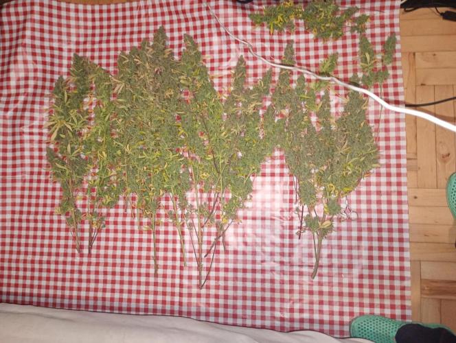 RQS vs Barney's (Auto). Week 15