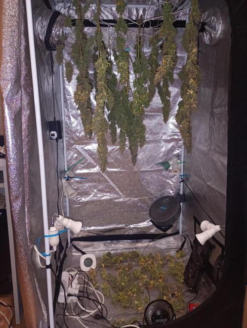 RQS vs Barney's (Auto). Week 15