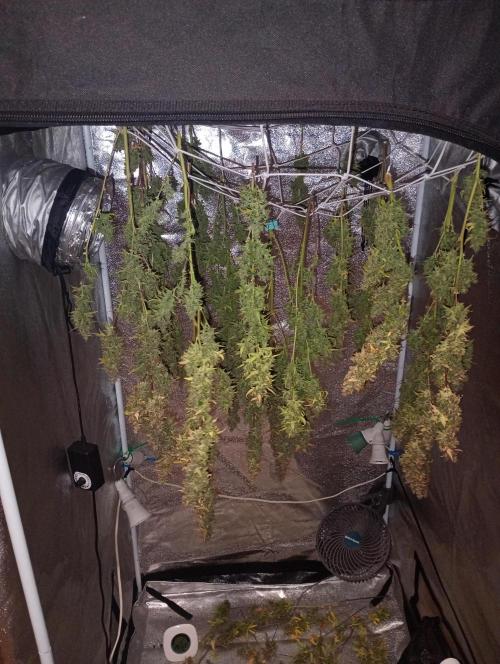 RQS vs Barney's (Auto). Week 15