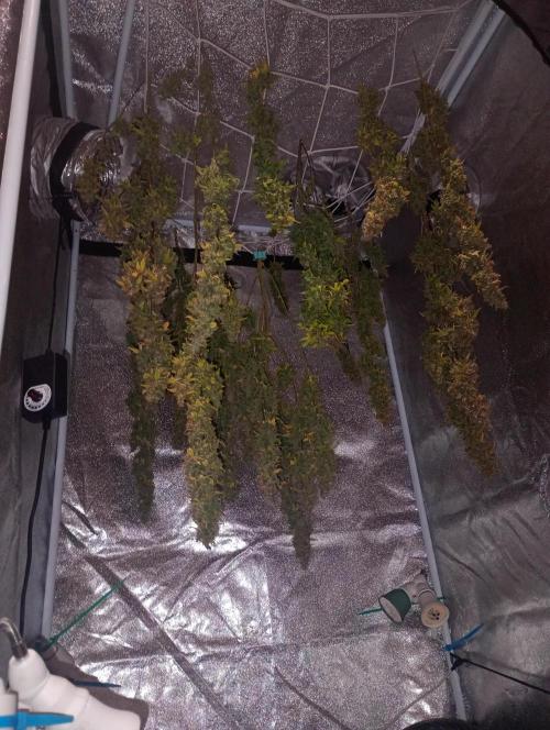 RQS vs Barney's (Auto). Week 15