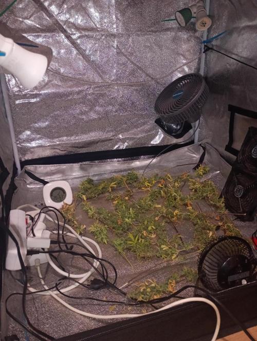 RQS vs Barney's (Auto). Week 15