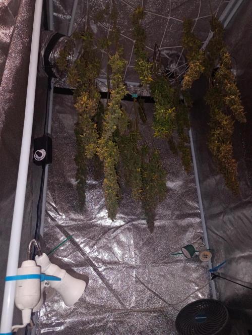 RQS vs Barney's (Auto). Week 15