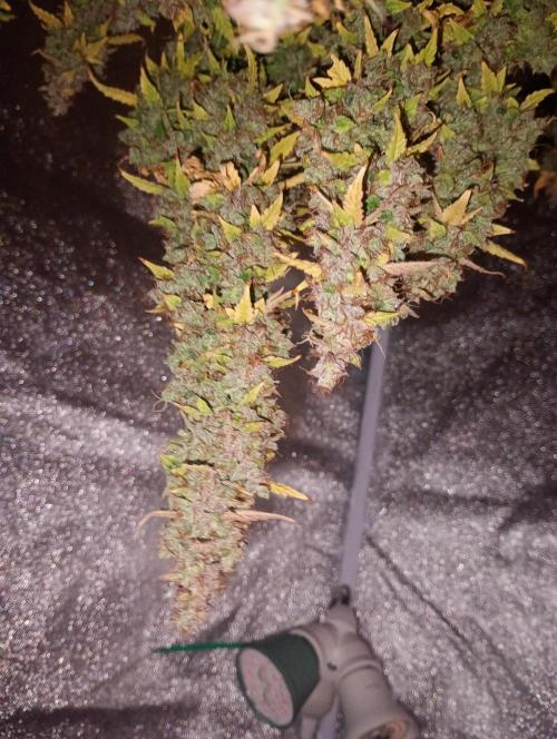 RQS vs Barney's (Auto). Week 15